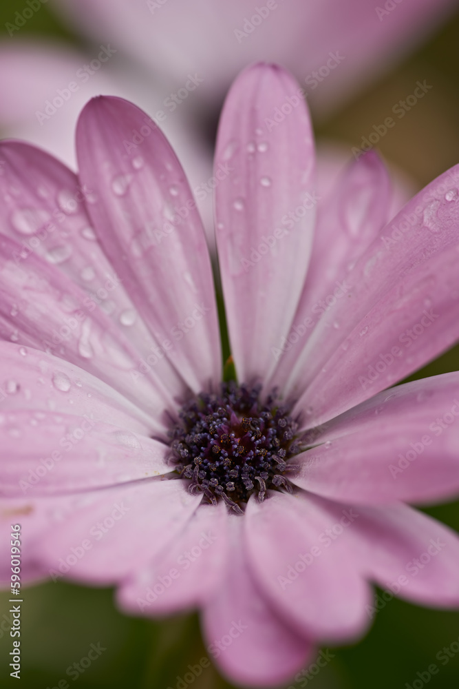 Beautiful flowers from my garden. A series of beautiful garden photos. Beautiful flowers from my garden. A series of beautiful garden photos.