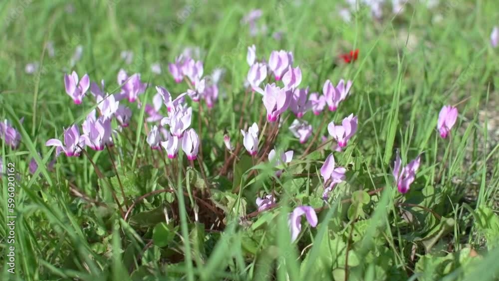 The flowering of alpine violet.Cyclamen in natural conditions on a sunny day, among the lush green grass. The flowering of alpine violet.Cyclamen in natural conditions on a sunny day, among the lush green grass.