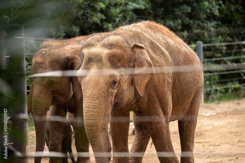 Elephant in a zoo with a baby