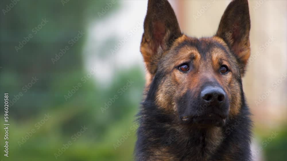 The German Shepherd Malinois mix. The Malinois Shepherd or the Shepinois. The German Shepherd Malinois mix. The Malinois Shepherd or the Shepinois.