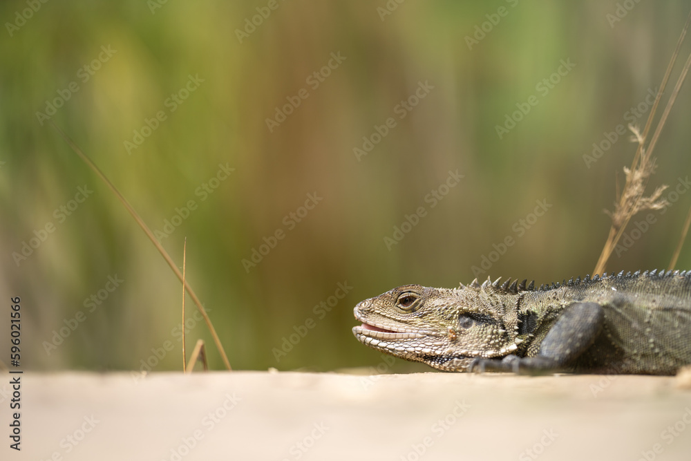 Tasmanian blue tongue lizard close up on hike Tasmanian blue tongue lizard close up on hike