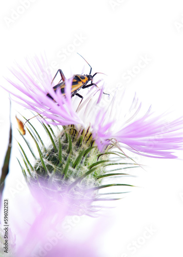 stenotus binotatus photo