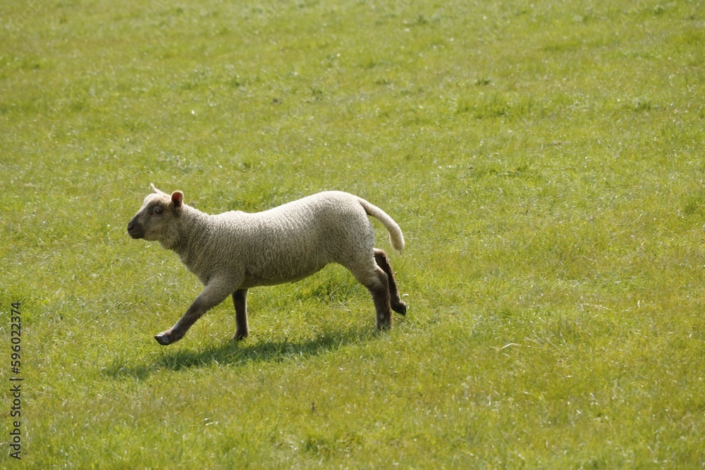 Obraz premium Agneau