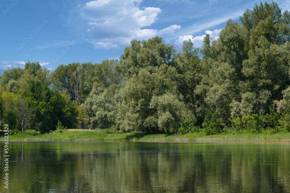 A forest lake on a clear day with a blue sky. Green thickets of reeds float on the water. A forest lake on a clear day with a blue sky. Green thickets of reeds float on the water.