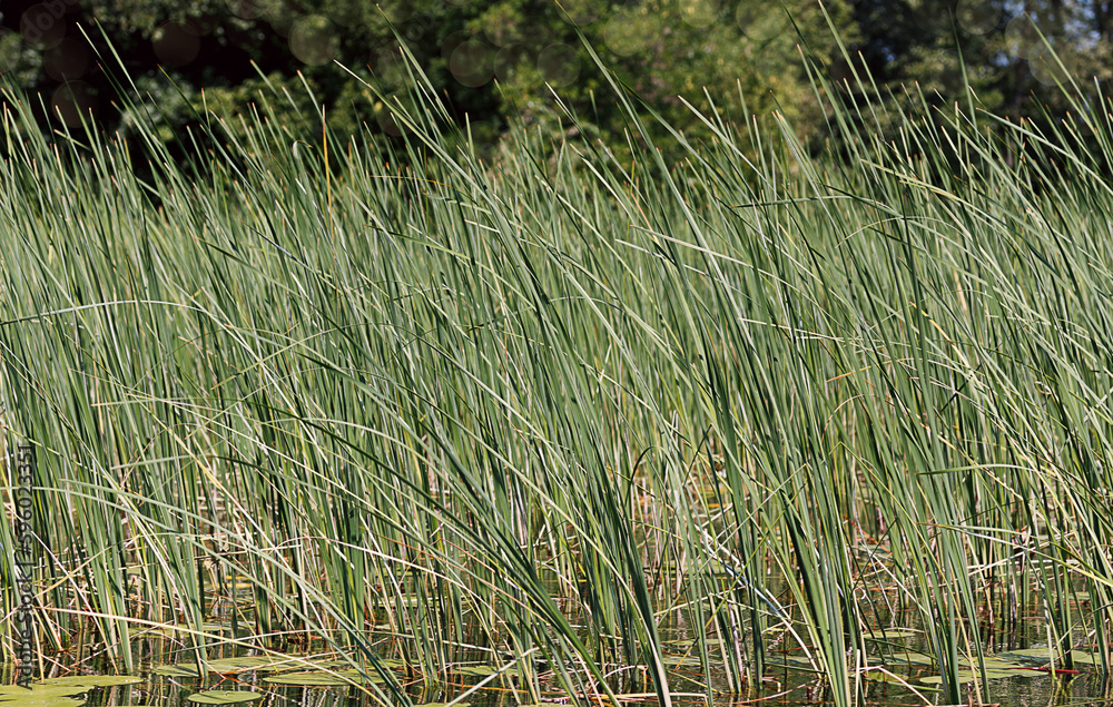 thickets of reeds growing out of the water
