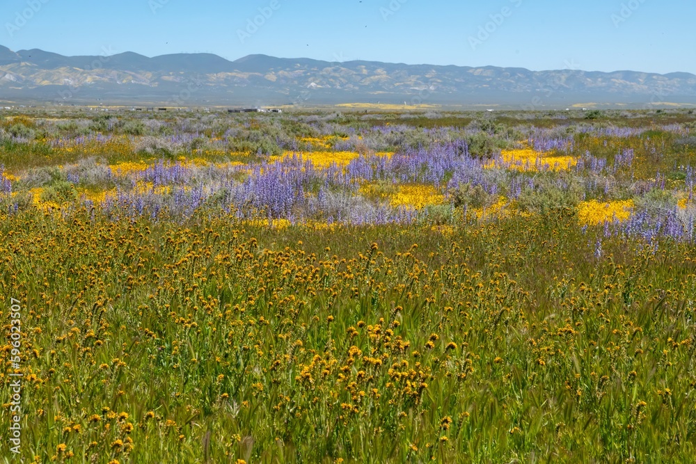 A field of lupines and yellow flowers at high density super bloom in Carrizo Plains National Monument April 2023