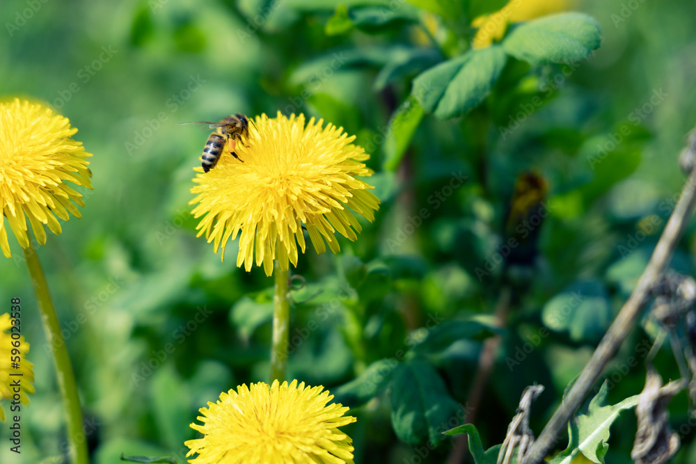 A bee collects nectar from a dandelion in a green meadow. A bee collects nectar from a dandelion in a green meadow.