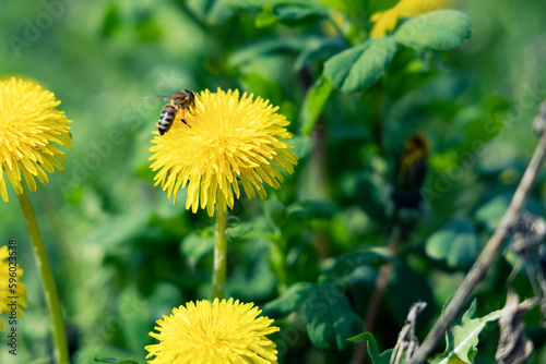 A bee collects nectar from a dandelion in a green meadow.
