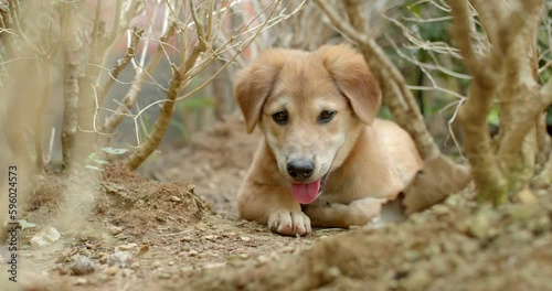 The dog sleeps in the bushes.brown dog. photo