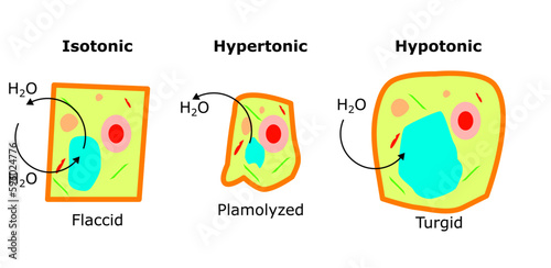 osmosis reverse semipermeable membrane cell biology flaccid isotonic hypertonic plamolyzed turgid hypotonic water h20 physical chemistry physics