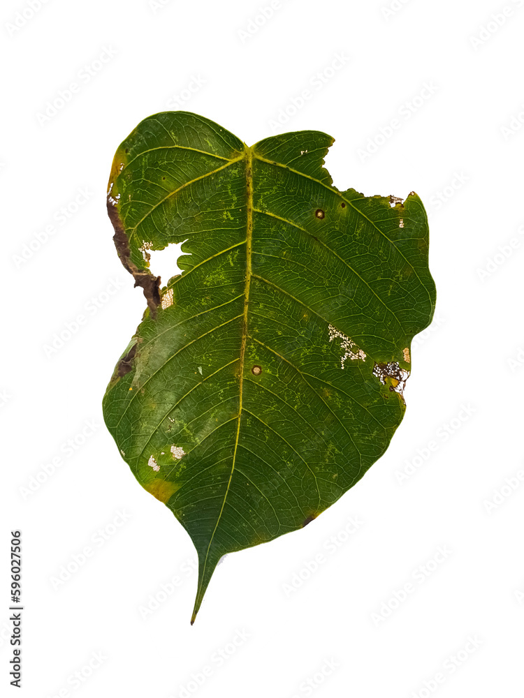 Fototapeta premium Pho leaves in the evening.Green leaf Pho leaf, (bo leaf, bothi leaf) with sunlight in nature, bo tree , bothi tree , pipal tree leaves background, Banyan tree leaves, bothi perennials plant