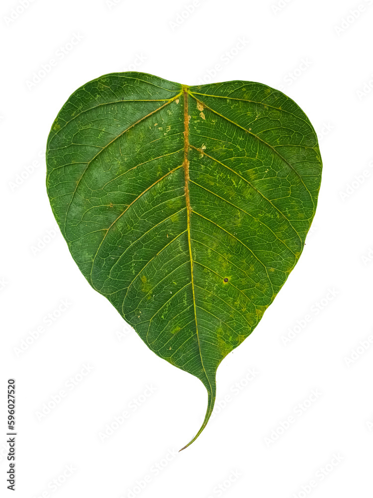 Fototapeta premium Pho leaves in the evening.Green leaf Pho leaf, (bo leaf, bothi leaf) with sunlight in nature, bo tree , bothi tree , pipal tree leaves background, Banyan tree leaves, bothi perennials plant