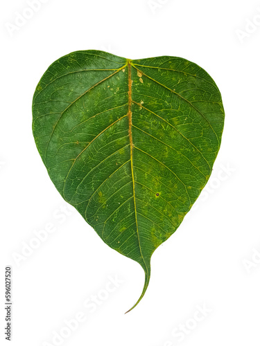 Pho leaves in the evening.Green leaf Pho leaf, (bo leaf, bothi leaf) with sunlight in nature, bo tree , bothi tree , pipal tree leaves background, Banyan tree leaves, bothi perennials plant