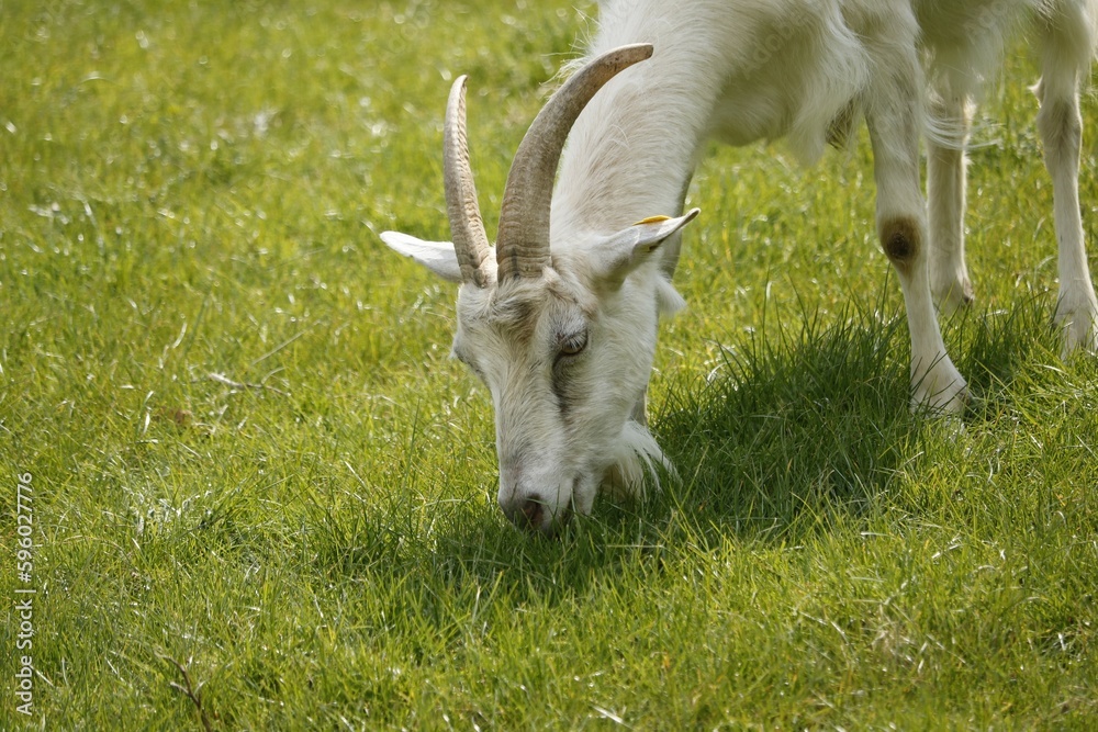 Chèvre Chèvre
