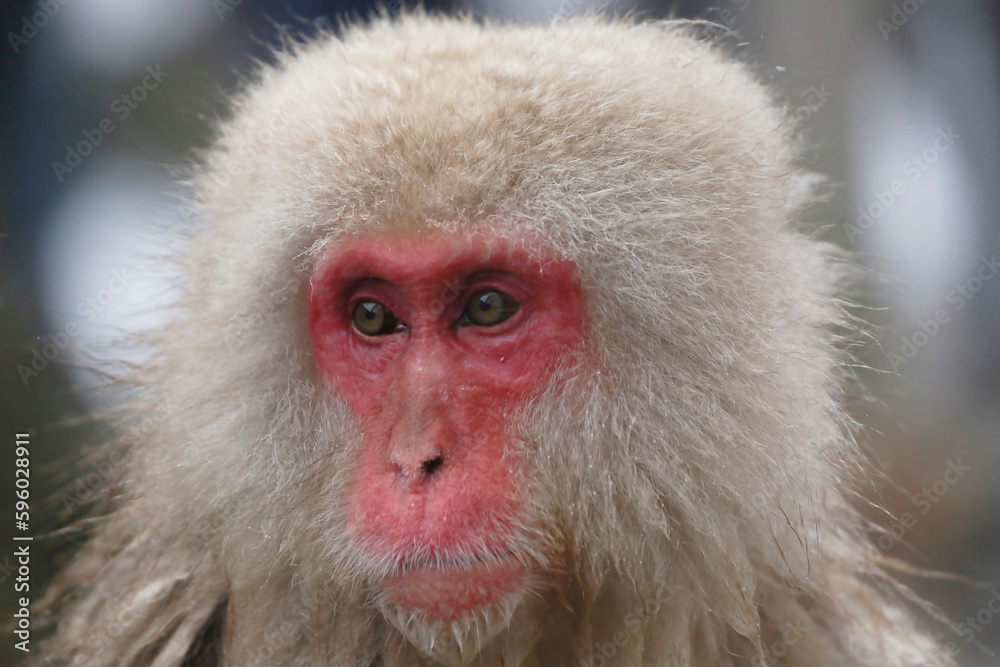 close up of a macaque close up of a macaque