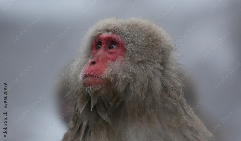 Fototapeta premium close up of a macaque