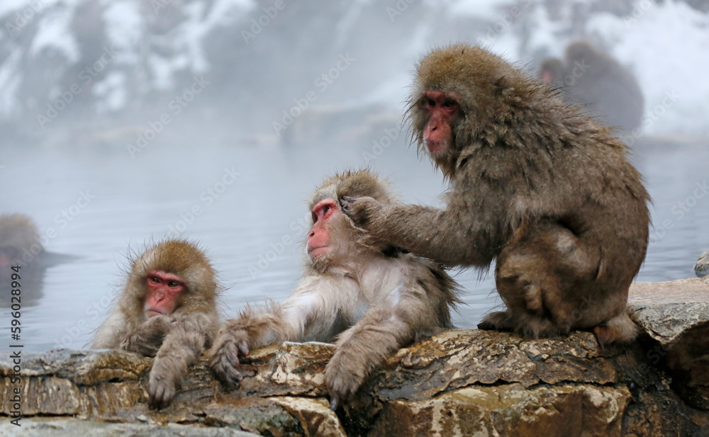 Naklejka premium Japanese macaque family