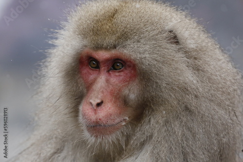 close up of a macaque © Raphael
