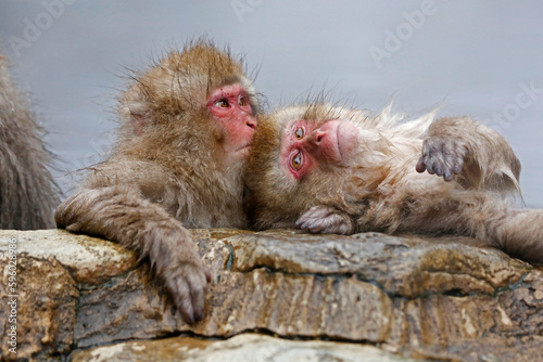 Japanese macaque family