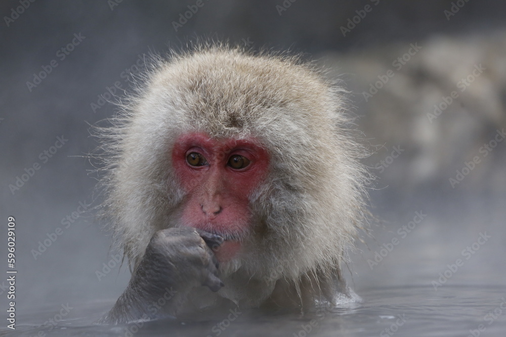 Naklejka premium portrait of a Japanese macaque
