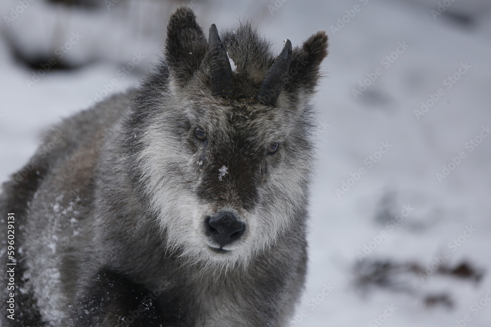 Obraz premium Japanese serow