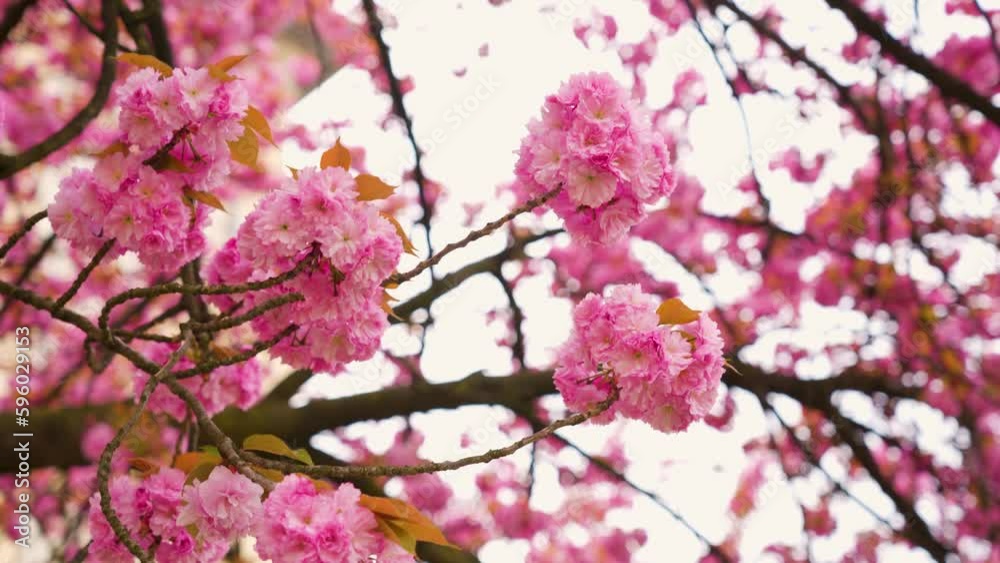 Selective focus of beautiful branches of pink cherry tree under blue sky, beautiful sakura flowers in spring season in park, texture of flora pattern, natural floral background. Selective focus of beautiful branches of pink cherry tree under blue sky, beautiful sakura flowers in spring season in park, texture of flora pattern, natural floral background.