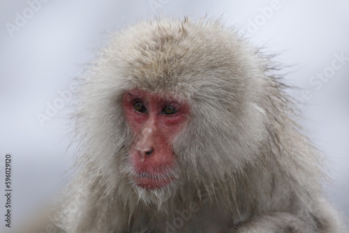 close up of a Japanese macaque © Raphael