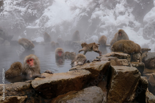 japanese macaque sitting on the rock