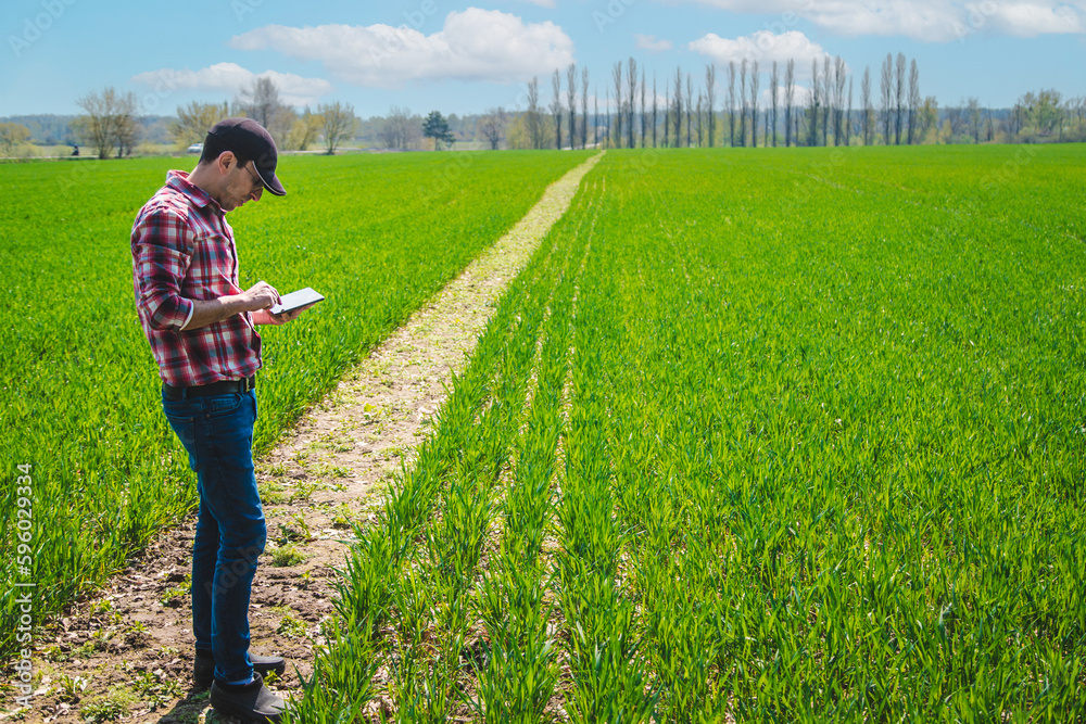 A man farmer checks how wheat grows in the field. Selective focus.