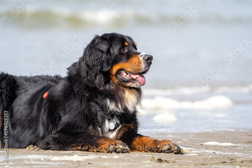 Photography bernese mountain dog on the beach