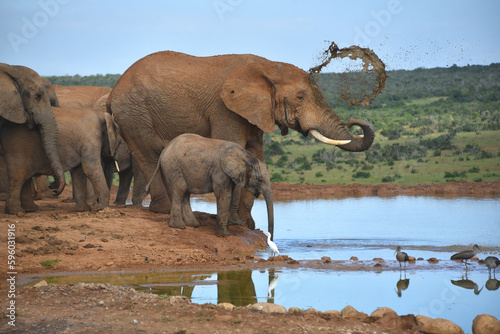 Africa- Close Up of Wild Elephants With One Spraying Muddy Water