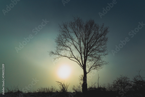 Wallpaper Mural tree silhouette in the mist at sunrise Torontodigital.ca