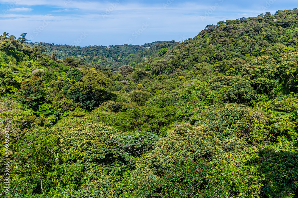 A view over the dense jungle canopy from a suspended bridge in the cloud rain forest in Monteverde, Costa Rica in the dry season. A view over the dense jungle canopy from a suspended bridge in the cloud rain forest in Monteverde, Costa Rica in the dry season.