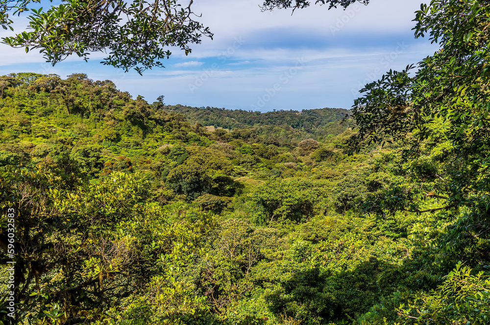 Obraz premium A view from a suspended bridge out across the jungle canopy in the cloud rain forest in Monteverde, Costa Rica in the dry season.
