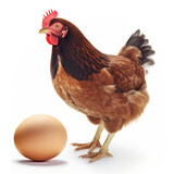 Hen and Egg on white background. created with Generative AI
