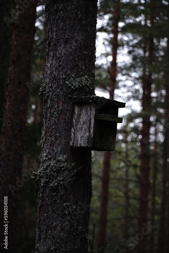 wooden bird nest house in forest tree