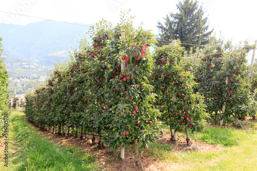 Apple trees in Tirol, South Tyrol, Italy © johannes86