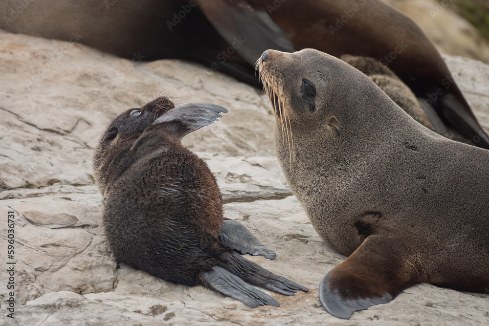 Obraz premium Fur seal pup with mother (long-nosed fur sea) (Arctocephalus forsteri) on the earthquake uplifted shores of Kaikoura on the east coast of the South Island of New Zealand.
