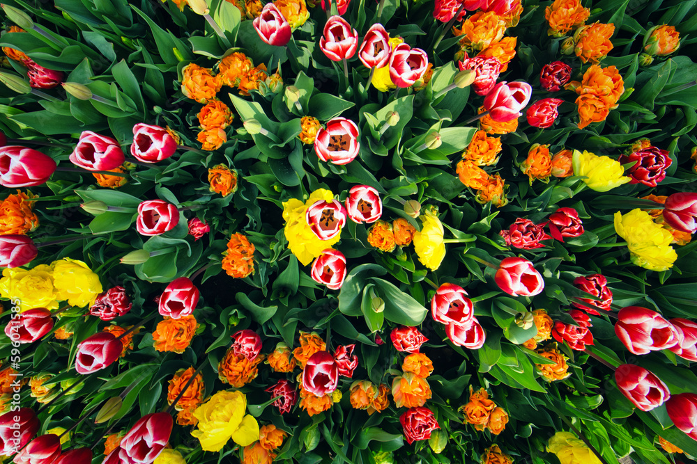Tulips background Tulips background