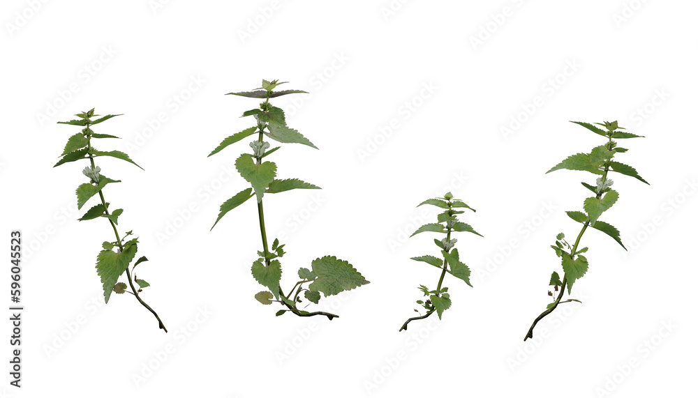 weed white deadnettle spring summer. 3D render. weed white deadnettle spring summer. 3D render.