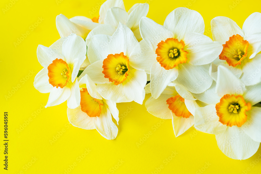 Fototapeta premium Bouquet of bright white and yellow daffodils on a yellow background with copy space.