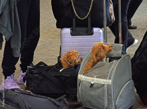 Traveling with two cocker spaniel poodle mixes in busy aiports