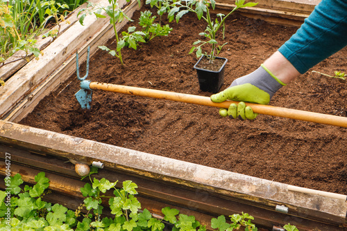 Home gardening - a person plants seedlings, tools, snails in the ground