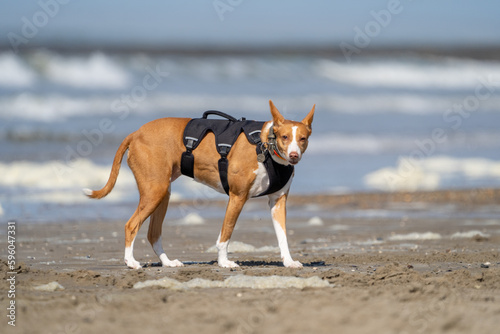 dog on the beach