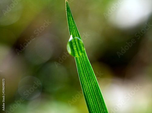 a blade of grass with a drop of water with a beautifully blurred background