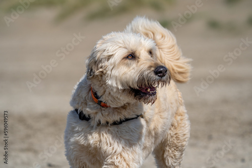 dog on the beach © LDC