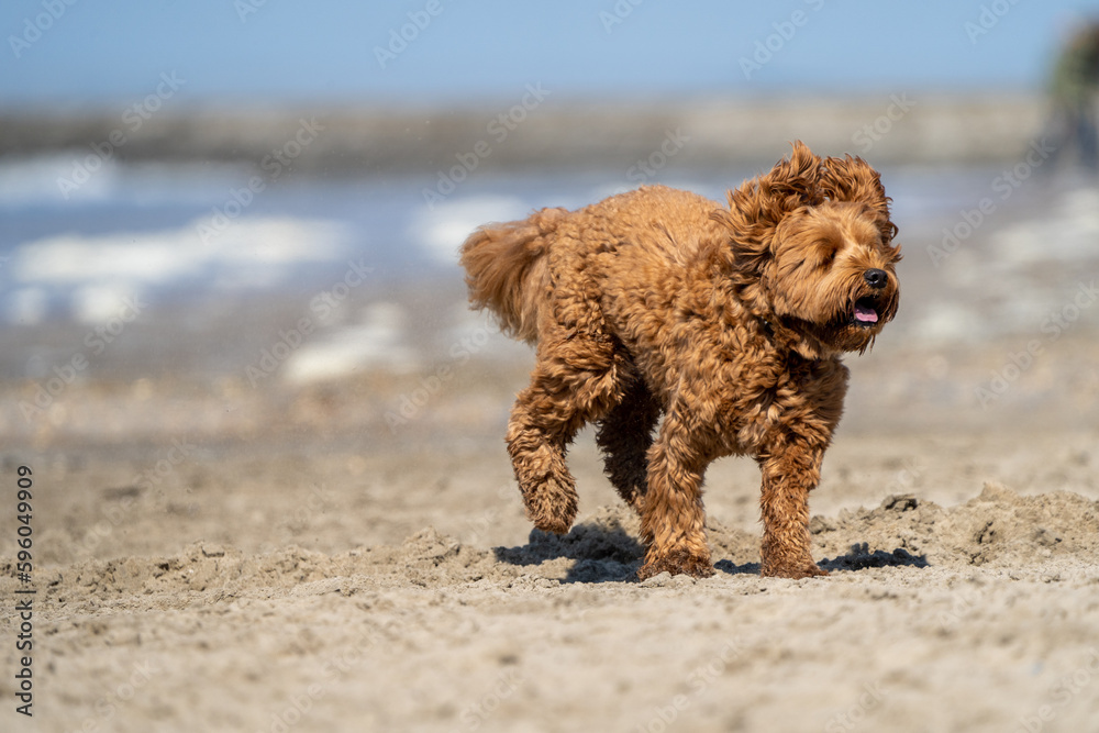 labradoodle dog on the beach