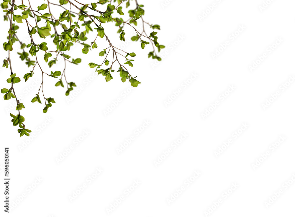 Spring background. Branches with green leaves isolated on white background, design element. Spring background. Branches with green leaves isolated on white background, design element.