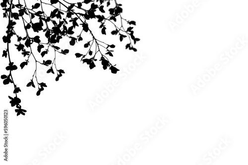 Silhouette of branches with leaves isolated on white background.