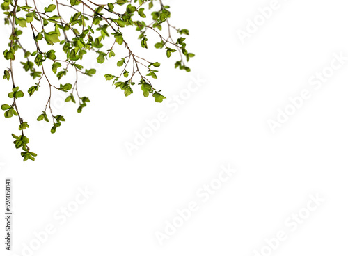 Spring background. Branches with green leaves isolated on white background, design element.